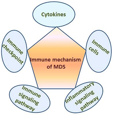 The yin-yang of immunity: Immune dysregulation in myelodysplastic syndrome with different risk stratification